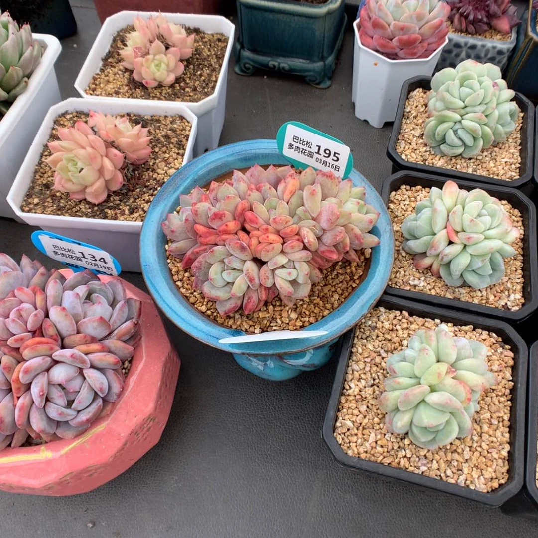 钮****?226盆盆一个哦