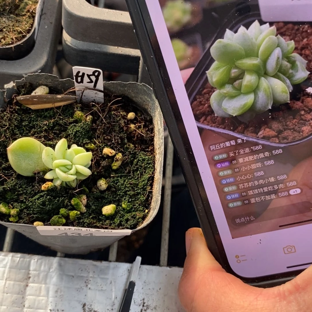 标签434甜心159一个多肉