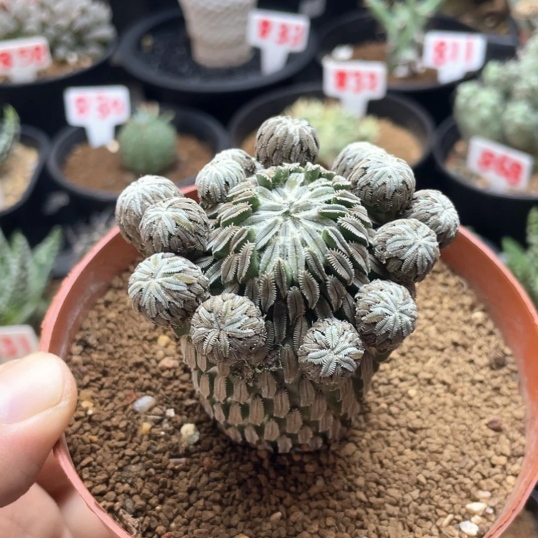 露***露粉丝专拍仙人球多肉植物