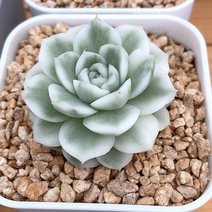 烟***花高瓷白麦秆锦。一物一拍