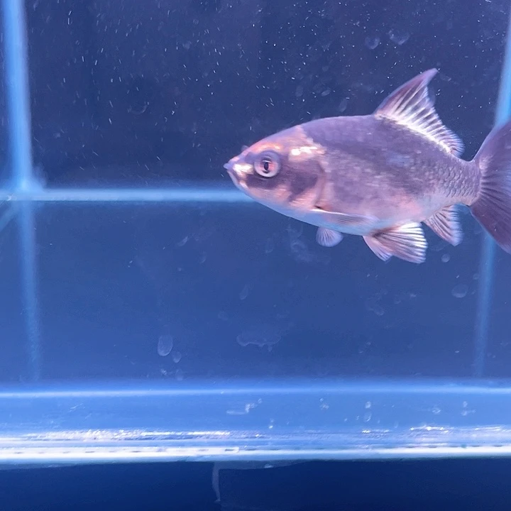 蝴蝶鲤༄****࿐哈哈哈哈哈哈哈哈哈哈