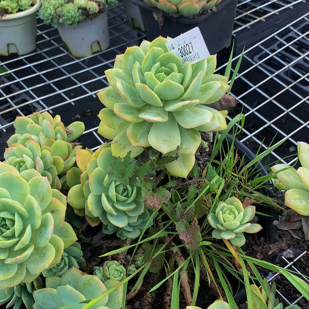 c***c恋曲30027 7。