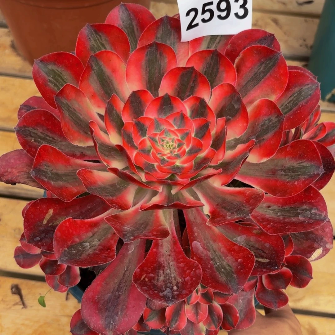 2593多肉植物爱丽丝