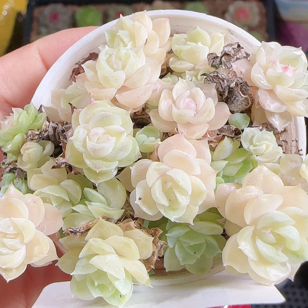 1027-161麦秆优选不包整