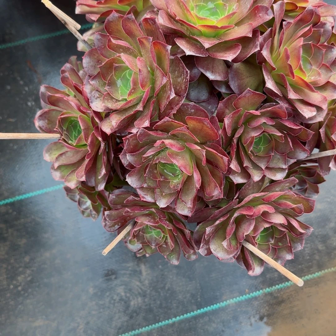 黄***6707魅金多肉多肉