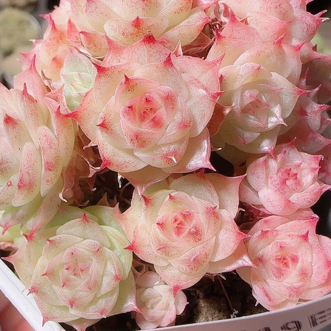 花语逸镜1119-01开播福利散