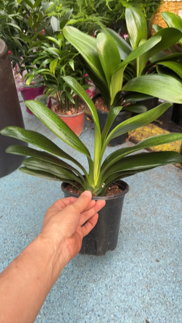 （包邮）绿植盆栽君子兰可开花好养净化空气君子兰