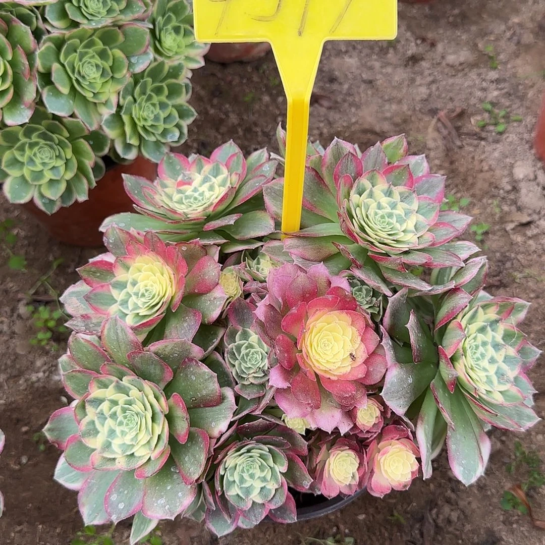 4319--多头海王多肉