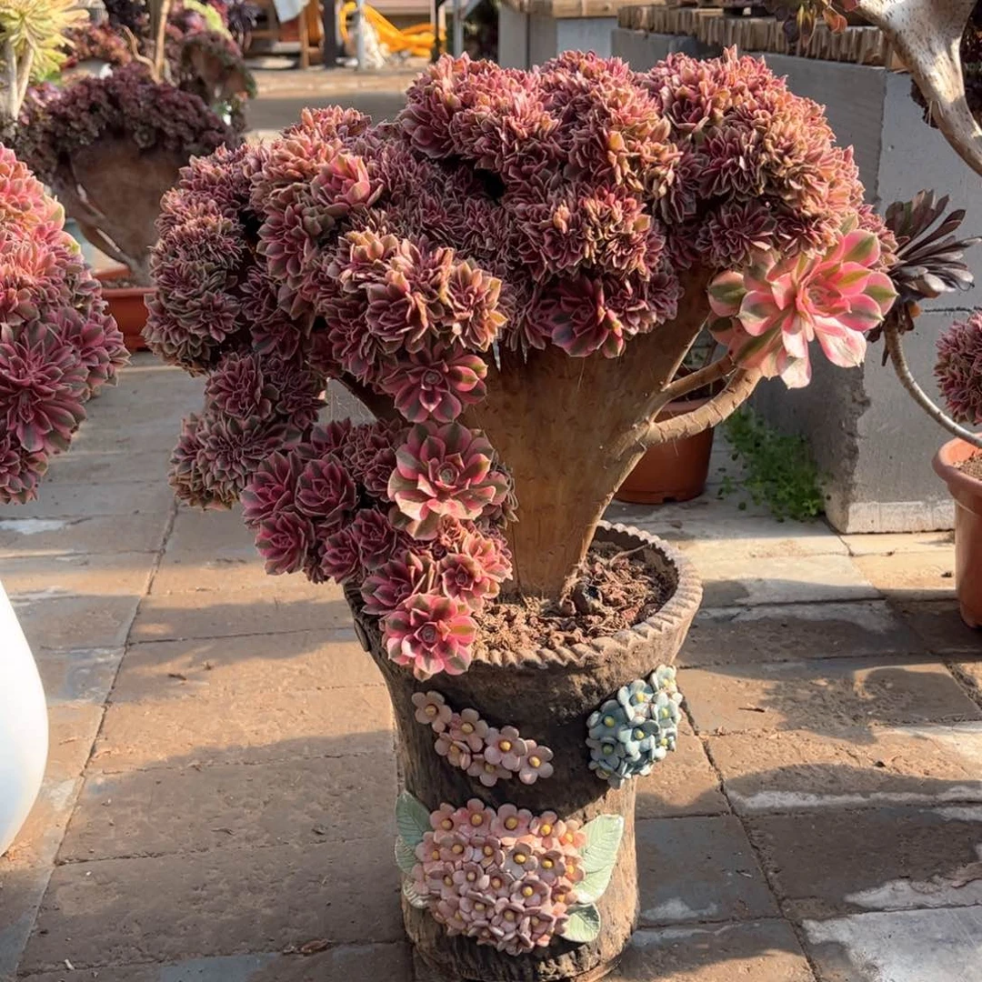 1***e粉女巫精控朵朵福利