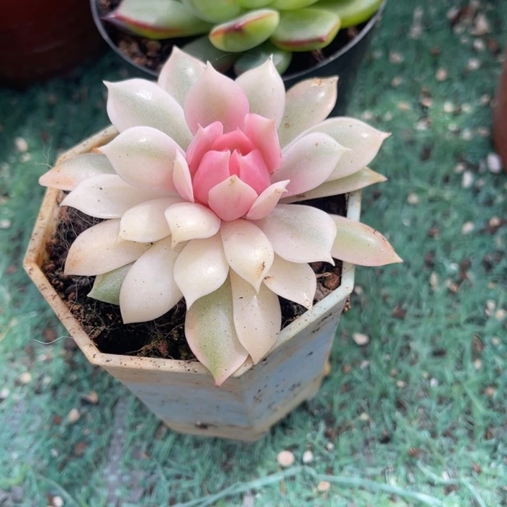 秋可园艺 粉粉蝶锦