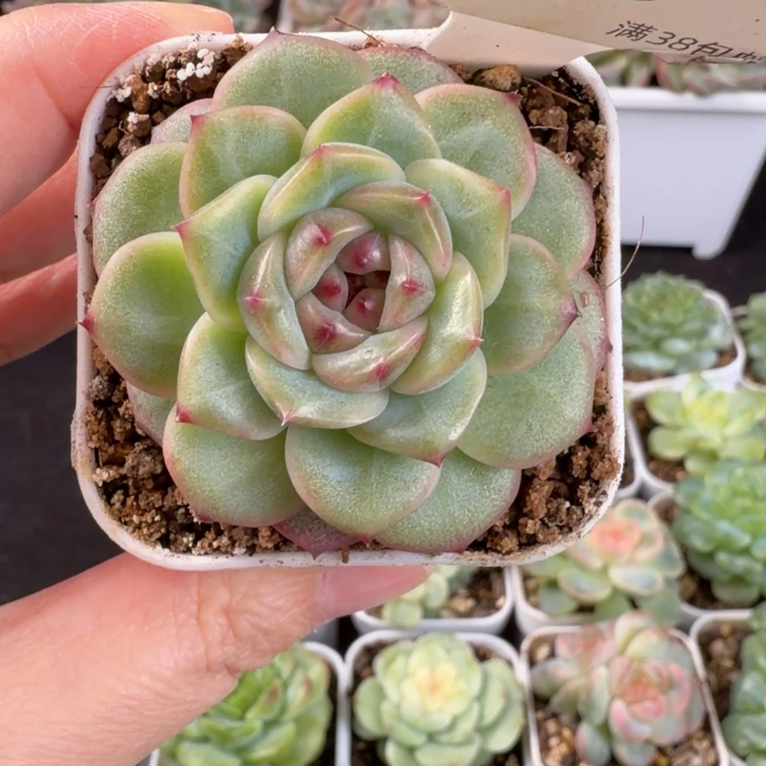 瑶瑶珍妮单头一颗3号