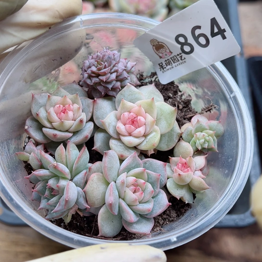 多肉植物多肉植物