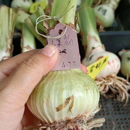无花朵小茉莉5.5裸球发货