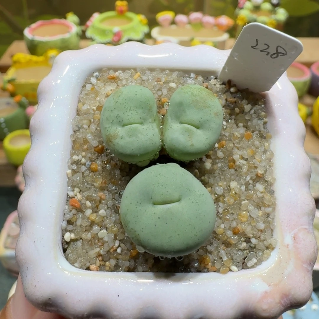 蘑菇1077小红嘴多肉植物