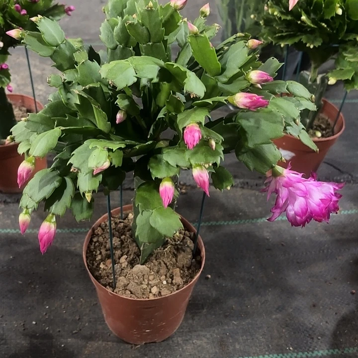 福***安当前无花栽培后可以开花