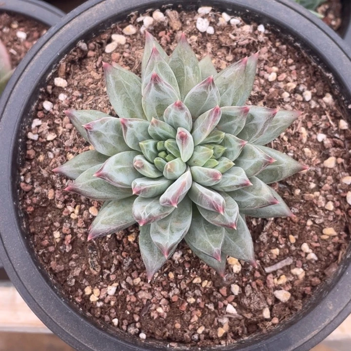 美人杂冠幅8.5 公分一物一拍