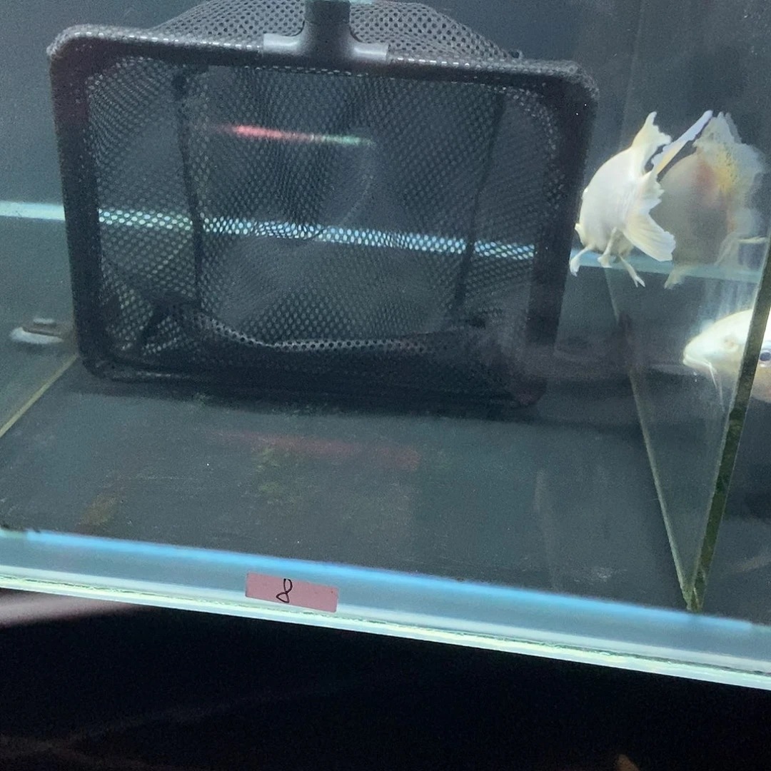 林***时蝴蝶鲤8号白色10号熊猫蝴蝶鲤