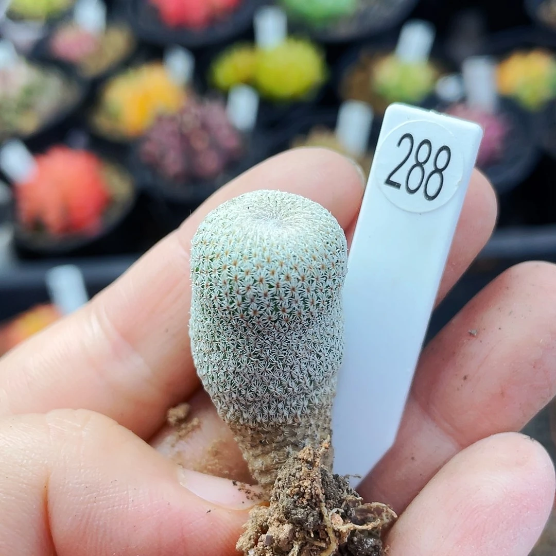 小人帽非偏远地区满25包邮仙人球