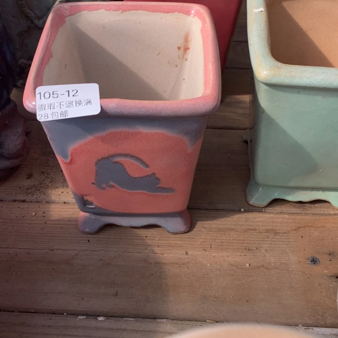 12号东云花盆内8高12.5