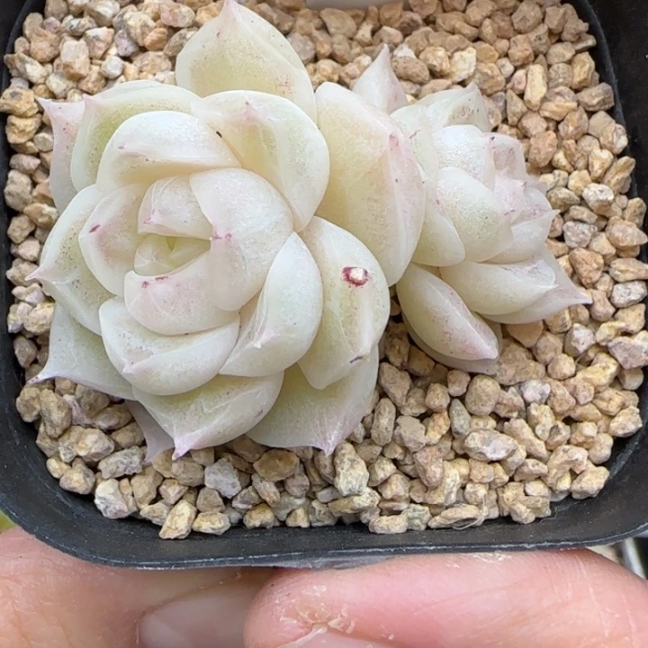 303号梨花白不包整
