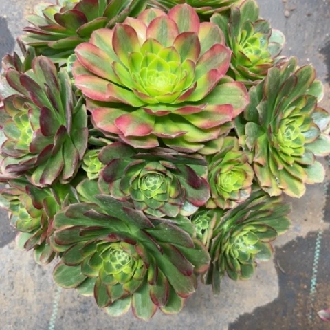 多肉植物奶白锦。