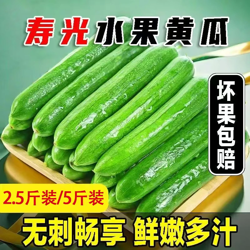 (精)蔬菜之乡寿光水果黄瓜头茬精品新鲜迷你青瓜当季1