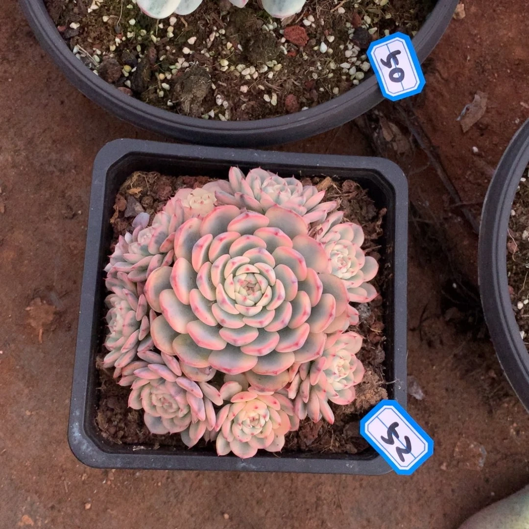 52姬莲锦一物一拍多肉