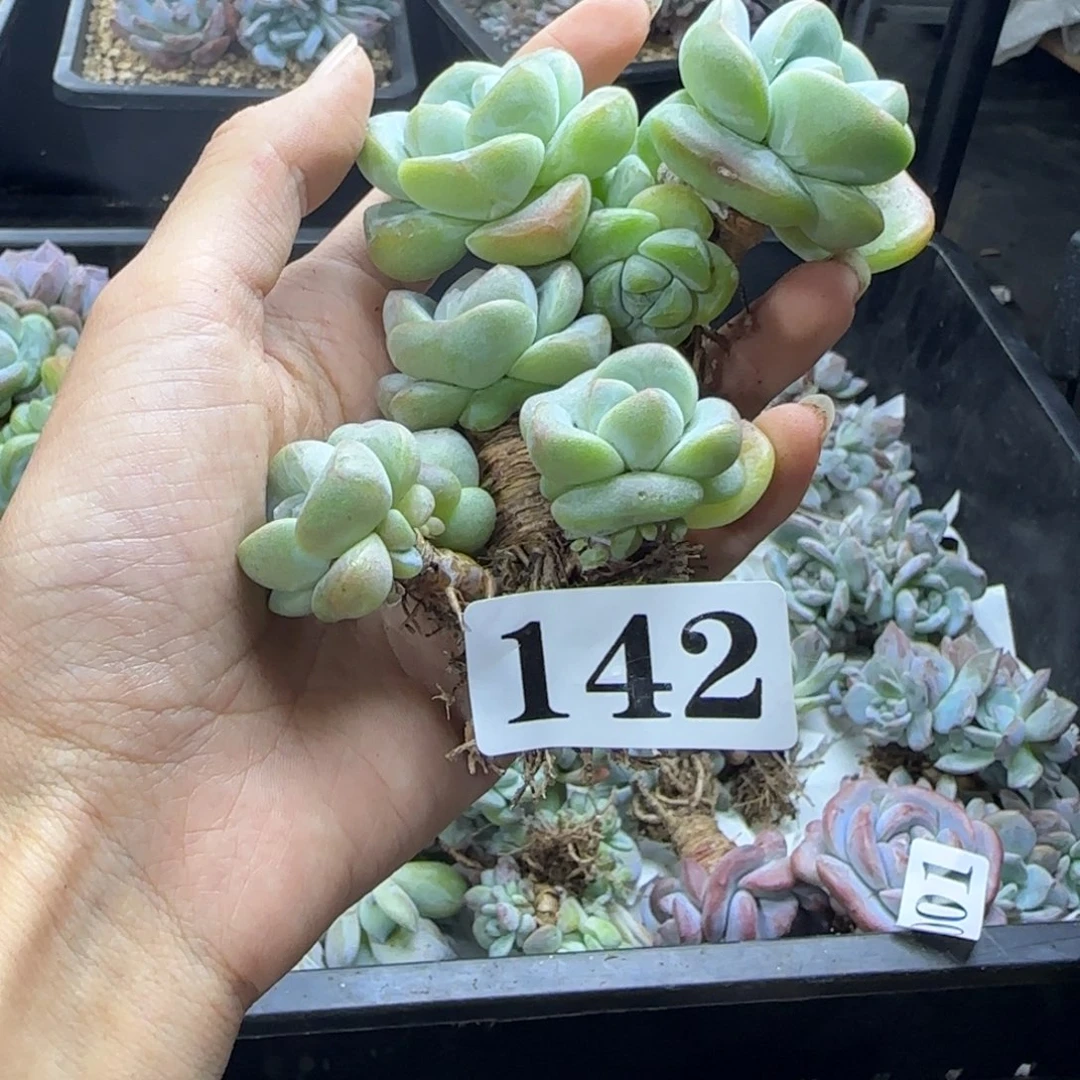 冰玉两颗一起一物一拍142