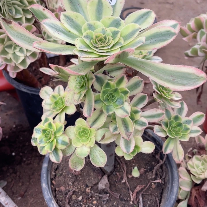 973白兰地多肉123446789