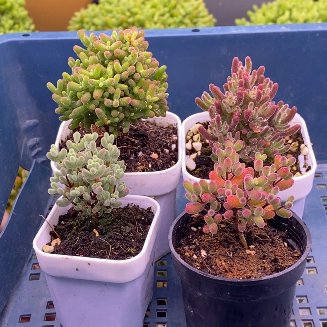 D****y242D宝专拍（开播福利）