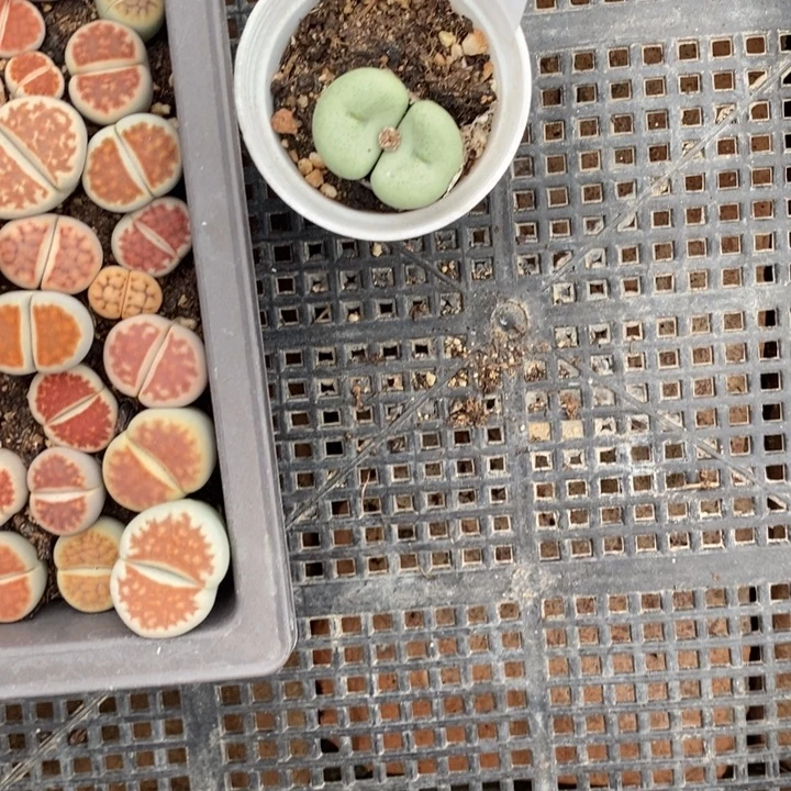 ****️生石花的季节到418