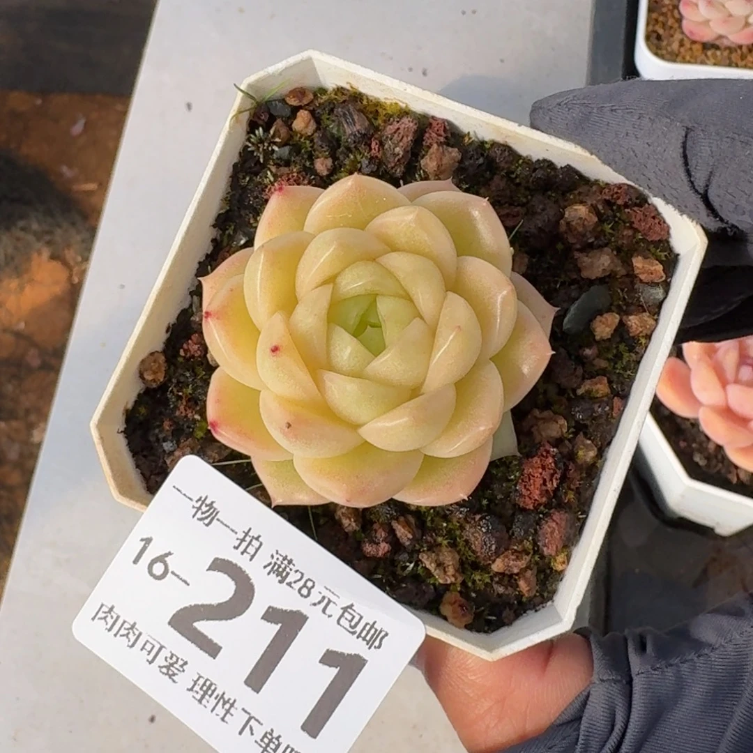 麦秆无盆土发货无