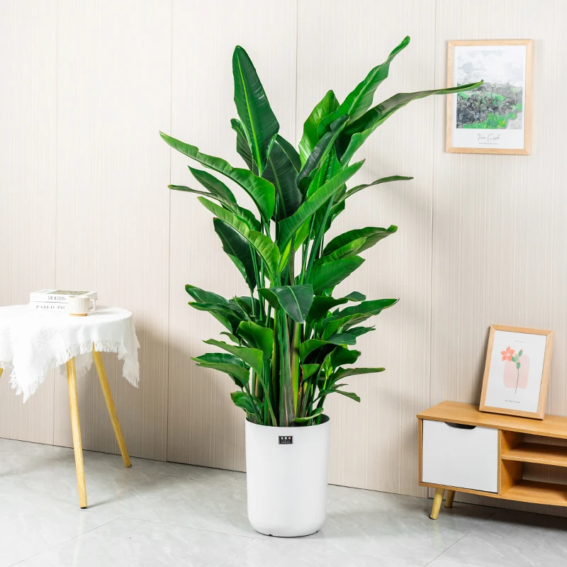 【送货上门】1.6-1.8米天堂鸟盆栽绿植室内大型客厅植物落地绿植