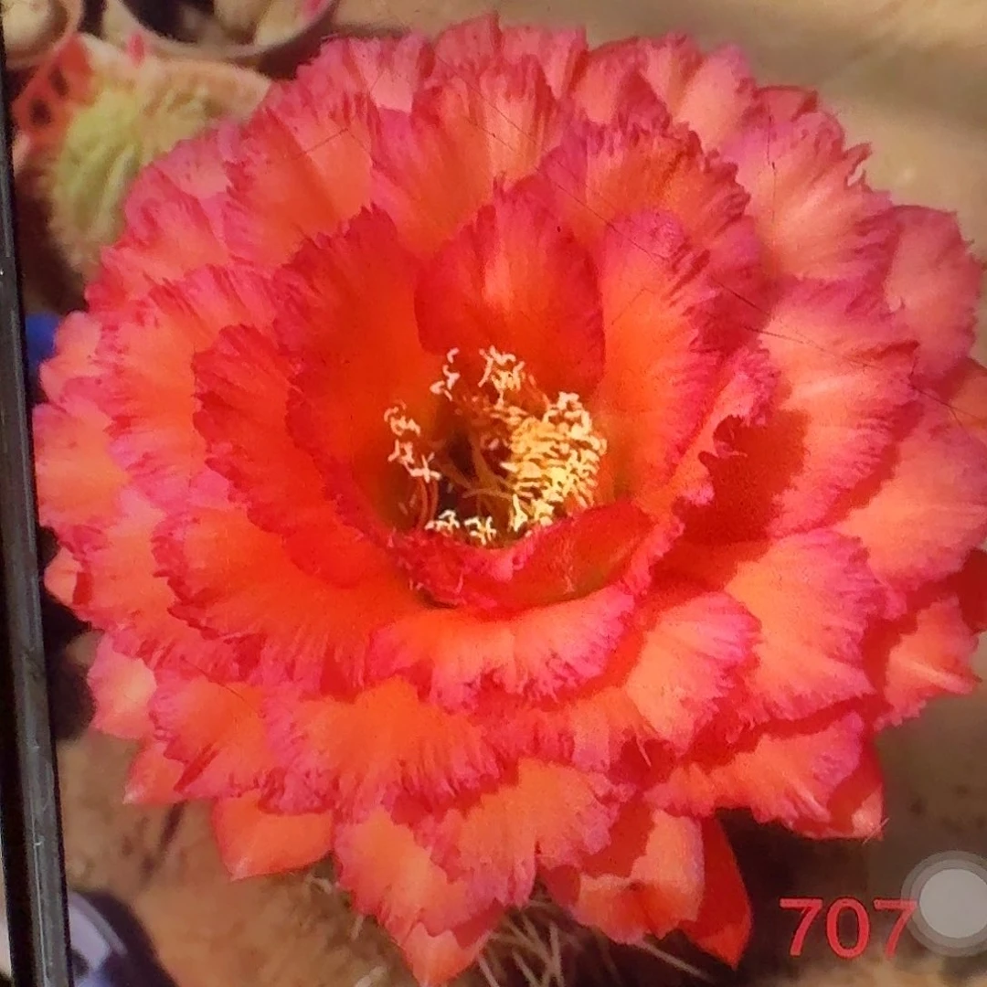707侧芽5公分毛花柱