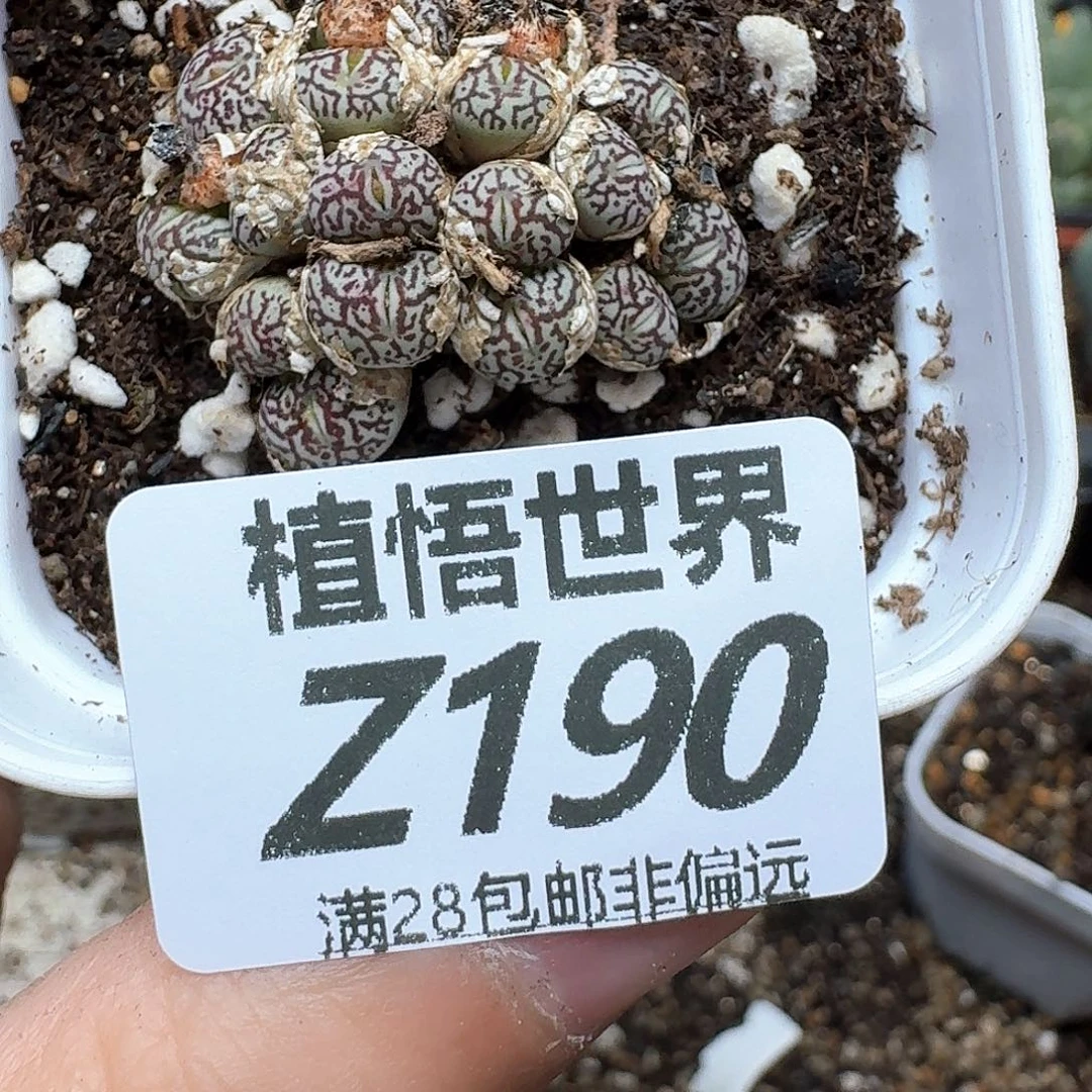 多肉植物的动作fgbn