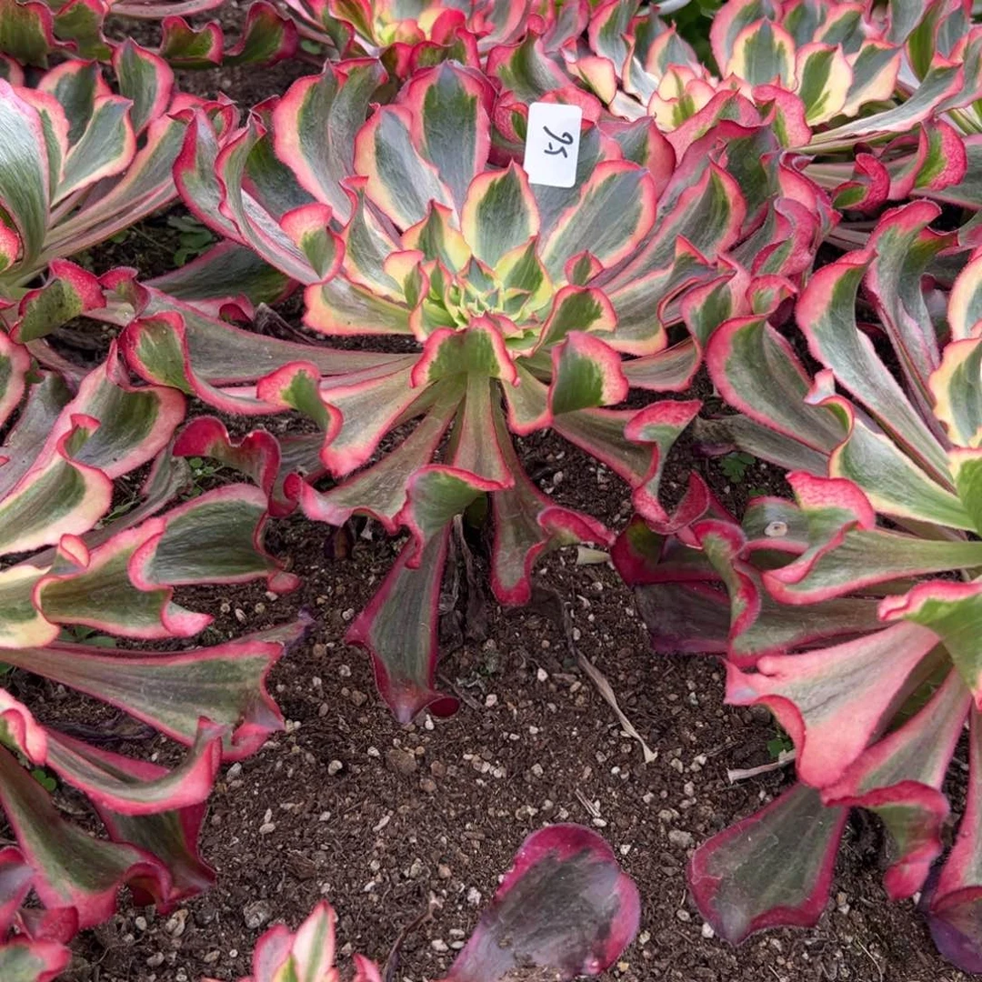 顺**水56魅影多肉植物系