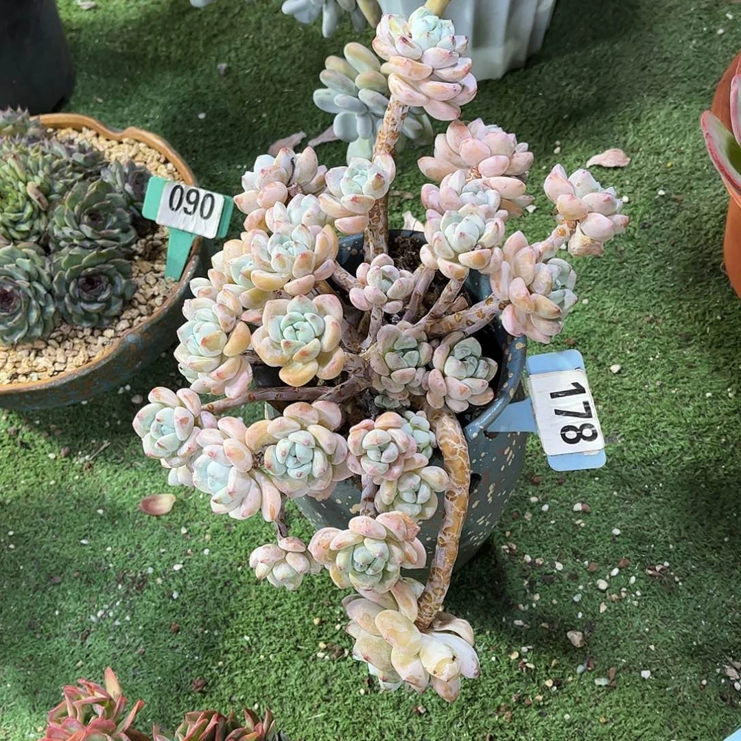 向***宿露宁箱多肉植物保护178