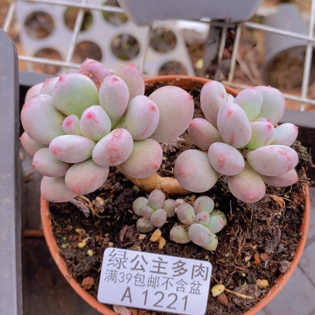 仙子奶6cm1221多肉植物