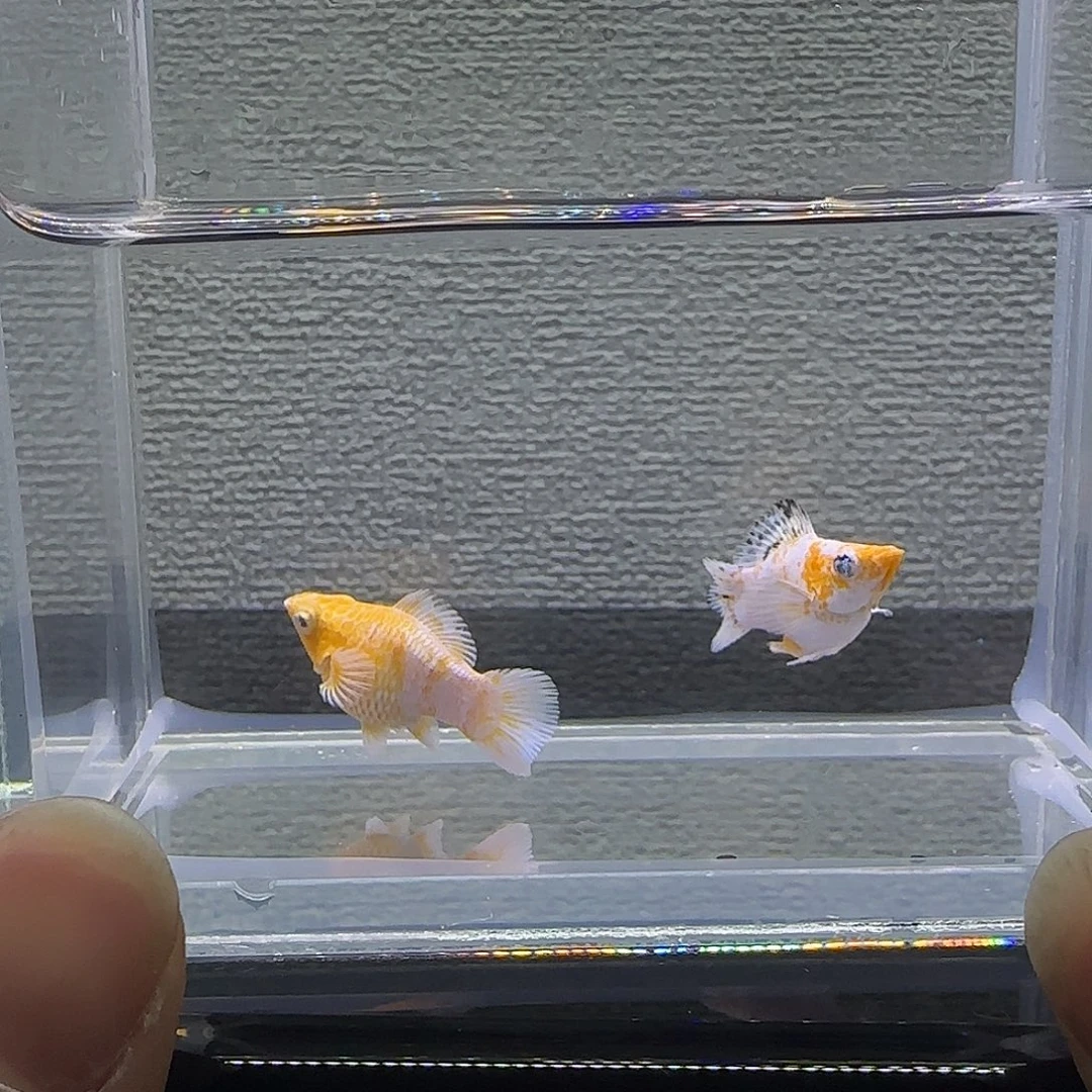 黑玛丽鱼樱花钻石眼