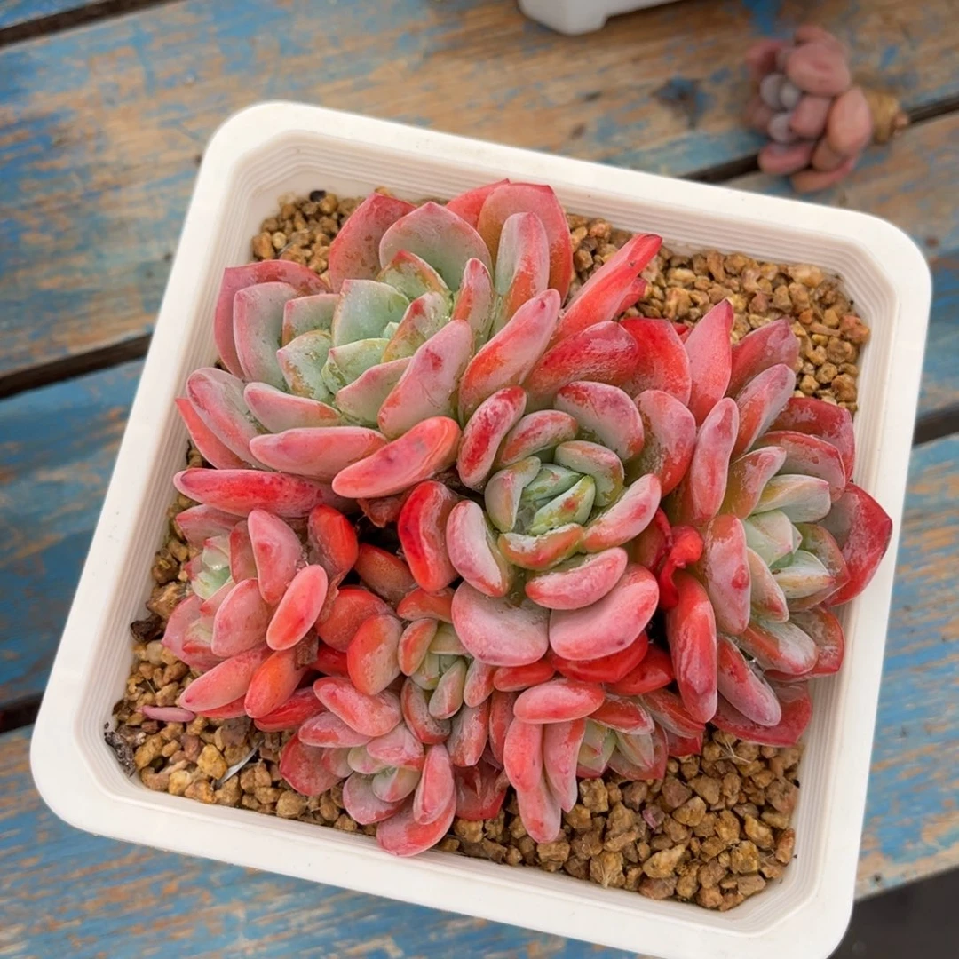 多肉植物多肉植物