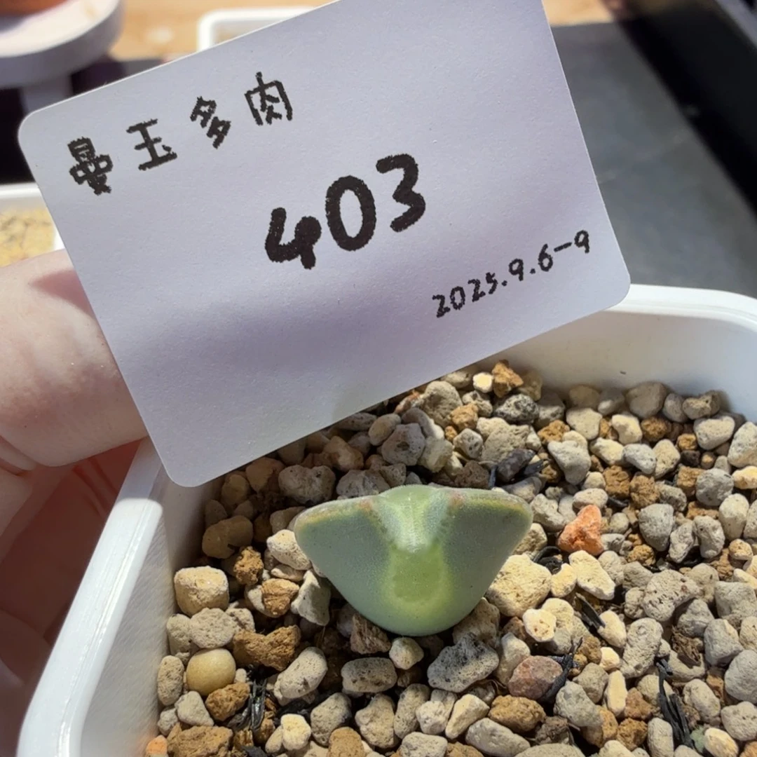 Z***2多肉多肉多肉9-403