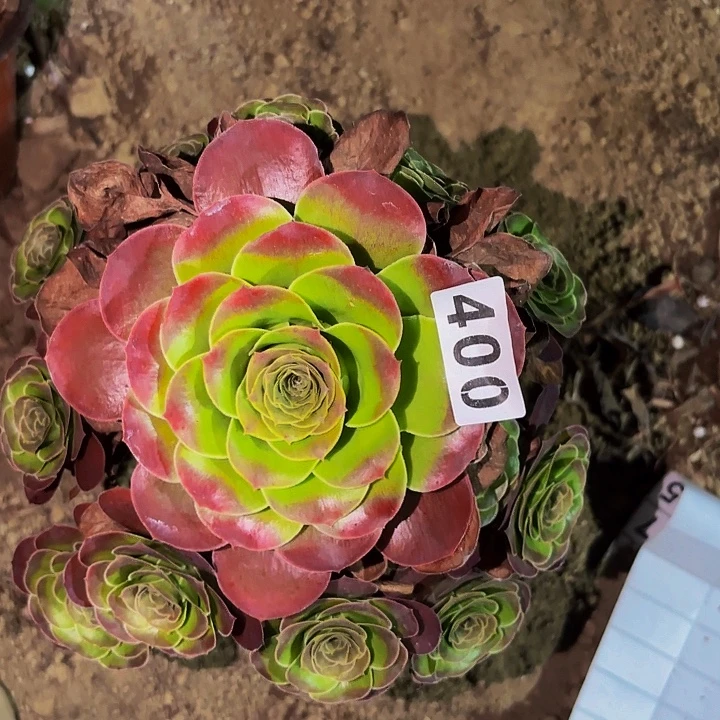 400魅金多肉植物不售后