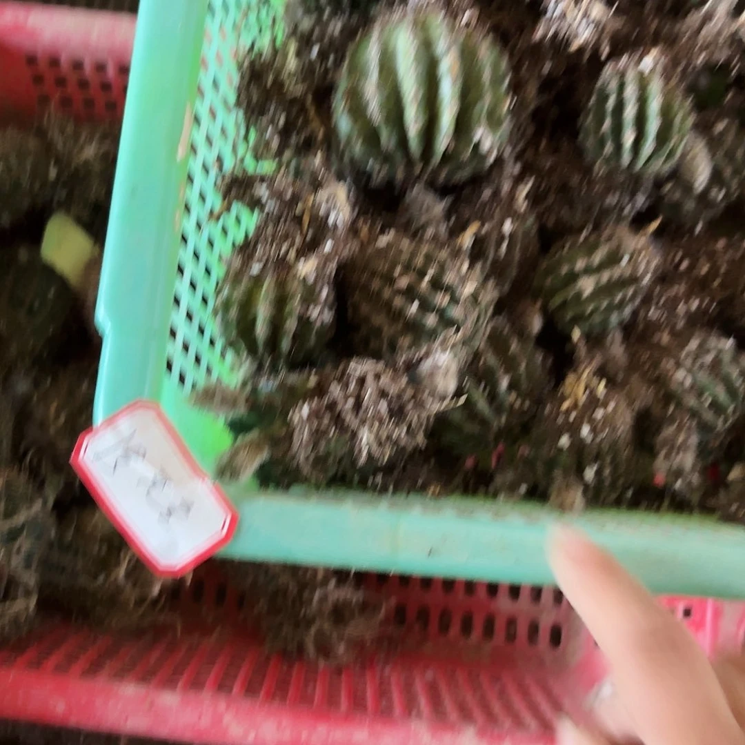 1号无名瘦处理瑕疵