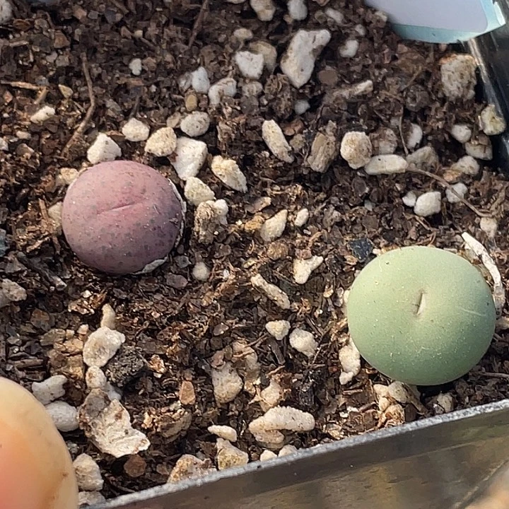 24-52嘴多肉植物肉锥