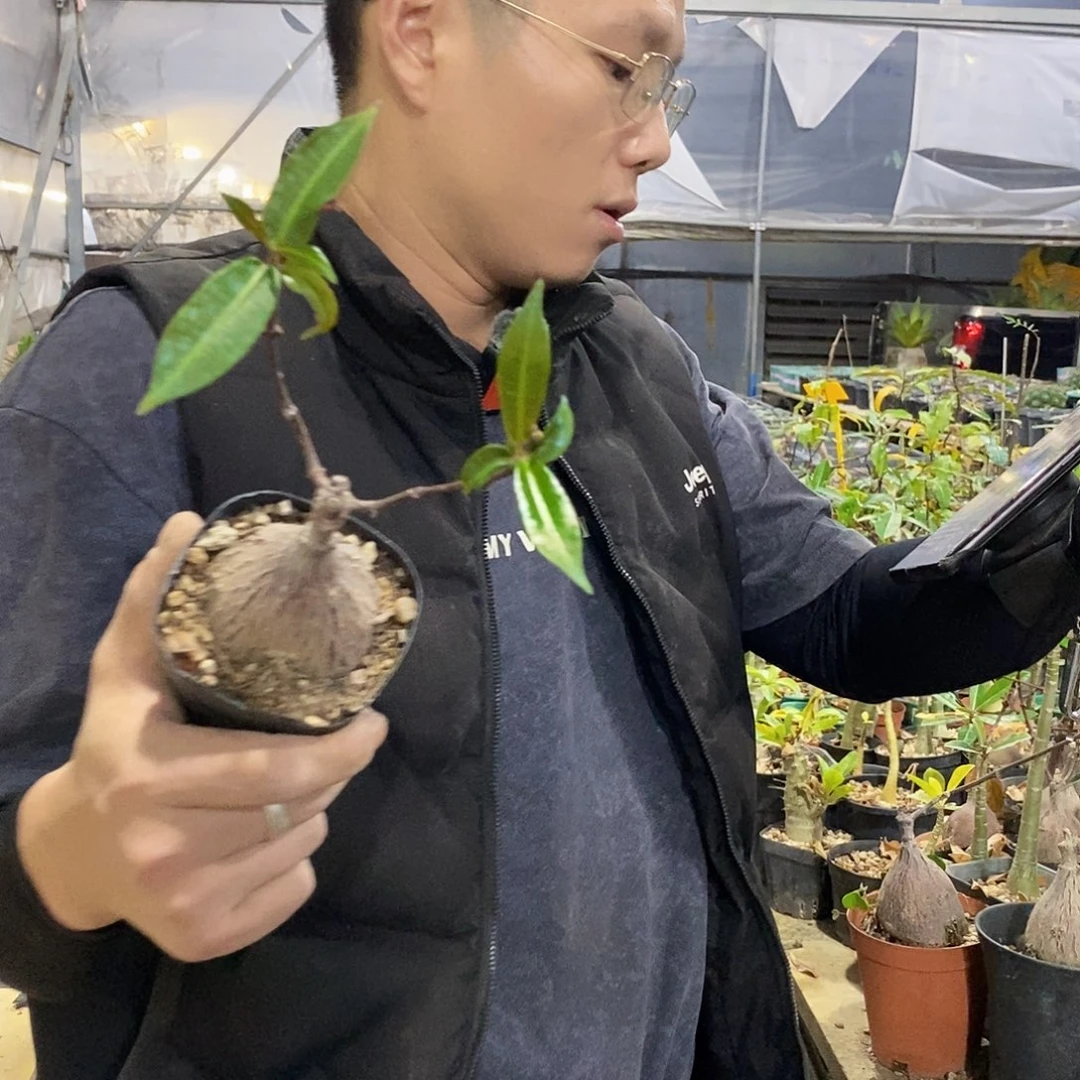 紫背魔萝胸径5-6公分带盆土