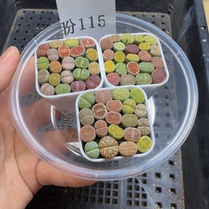 乐***鹰多肉植物的生长发育115