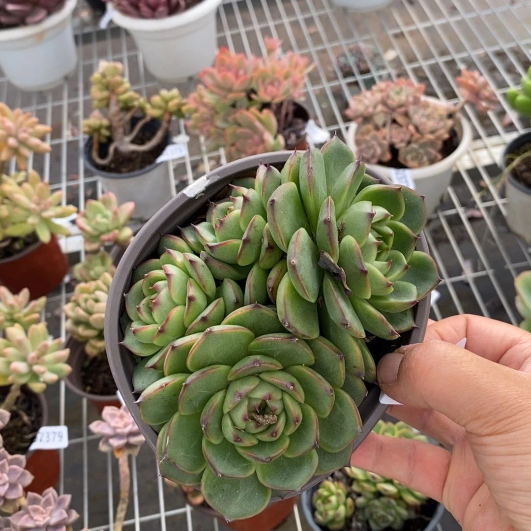 2384月亮石群一物一拍