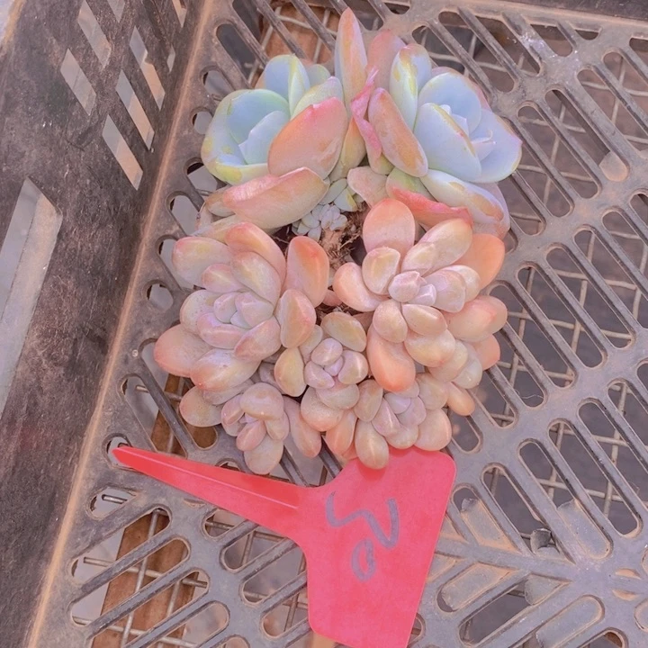 是啊那就是因为不