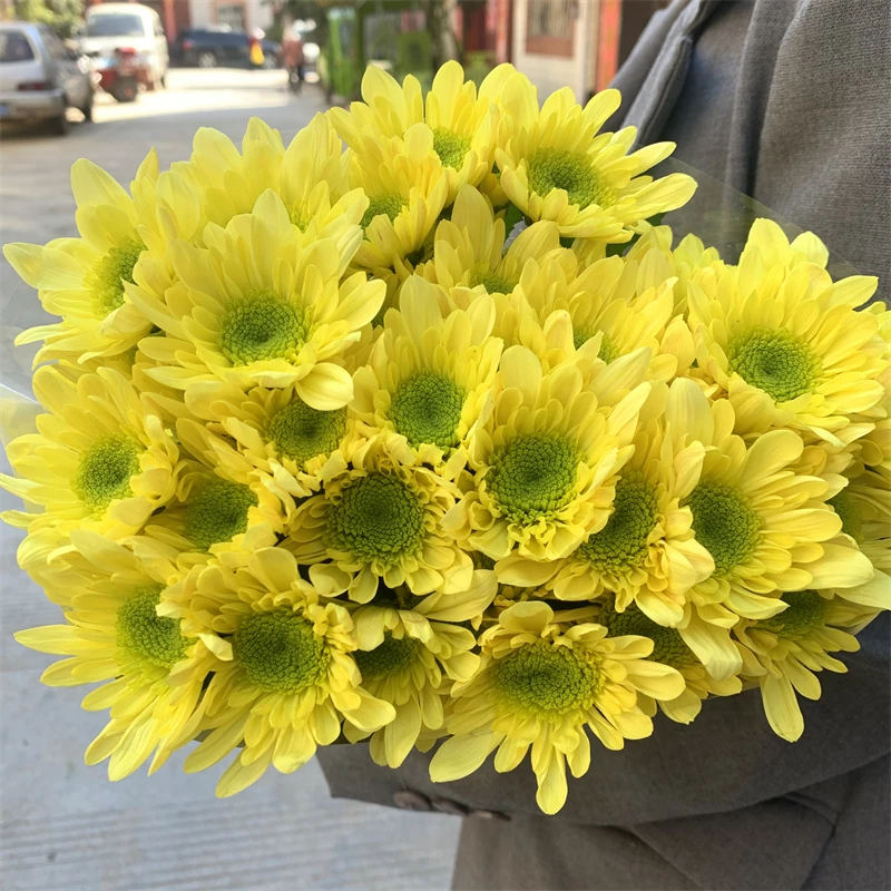 瑞黄小雏菊水养鲜切花云南昆明基地直发同城速递包邮