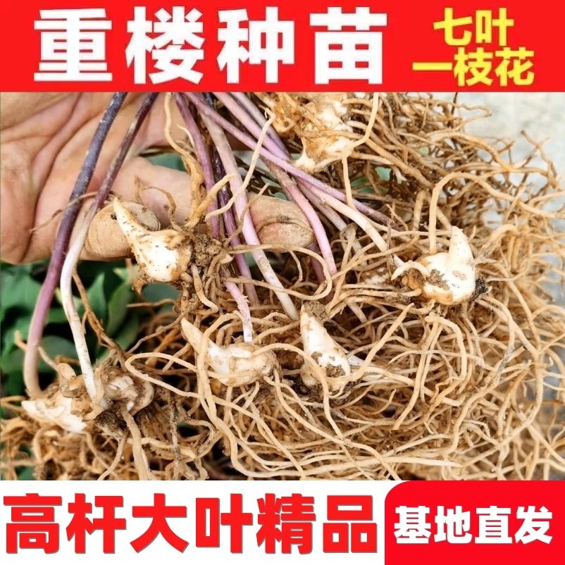 云南滇重楼高杆大叶杯苗盆栽绿植七叶一枝花阳台小院四季可种